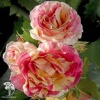 Роза чайно-гибридная Клод Моне фото 3 