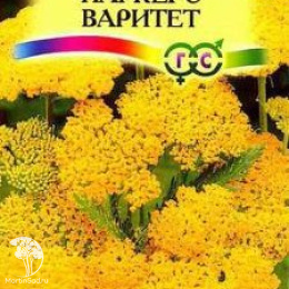 Тысячелистник Паркерс Варитет желтый