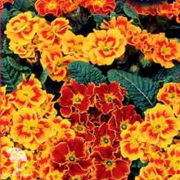 Примула Монмартр F1 (бесстебельная)