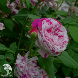 Роза Вариегата ди Болонья