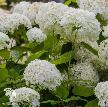 Фото Гортензия древовидная Голден Аннабель