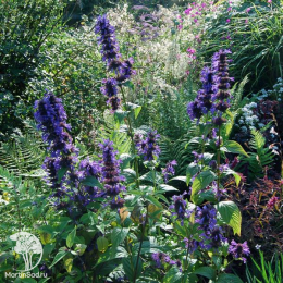 Котовник кубанский