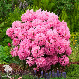  Рододендрон понтийский Грациелла