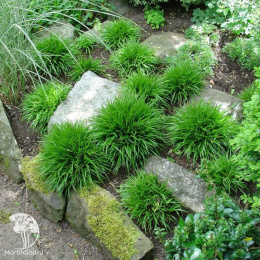 Ожика лесная