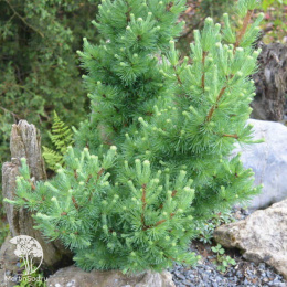 Лиственница Гмелина Тарандт на штамбе