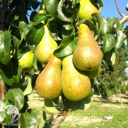 Груша Чудесница