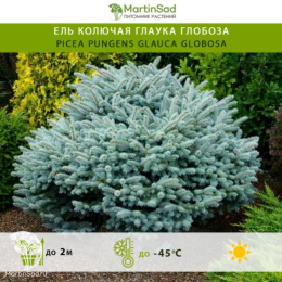 Ель колючая Глаука Глобоза
