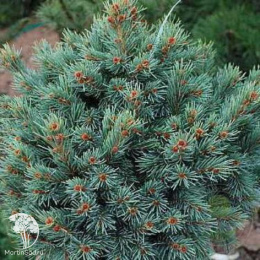 Ель Энгельмана Лоу Блоу