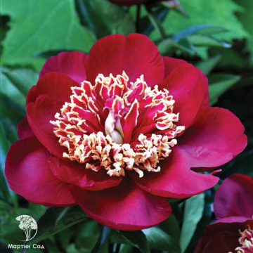 Фото Пион Чарльз Бёрджесс