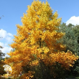 Лириодендрон тюльпанный