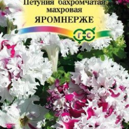 Петуния Яромнерже Фриллитуния бахромчатая