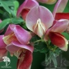 Ракитник ранний Бурквуди фото 1 