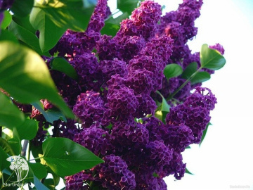 Фото Сирень обыкновенная Людвиг Шпет