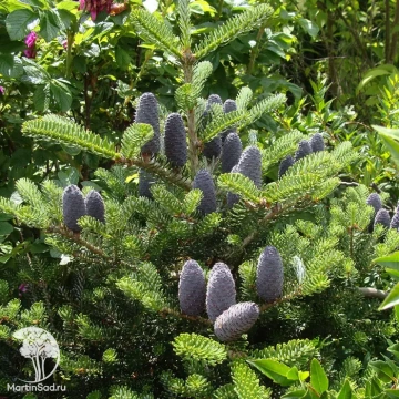 Фото Пихта корейская Зэнек