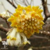 Эджвортия золотистоцветковая Грандифлора фото 1 
