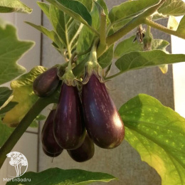 Баклажан Полосатая семейка F1 ---   Мир высокого урожая