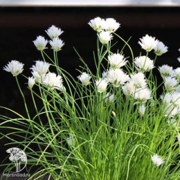 Лук шнитт Вайт Уан