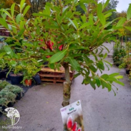 Ива тонкостолбиковая Маунт Асо на штамбе