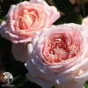 Роза чайно-гибридная Эмезинг Грейс фото 1 