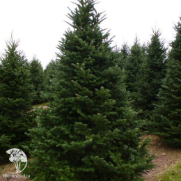 Ель Сибирская в кадке