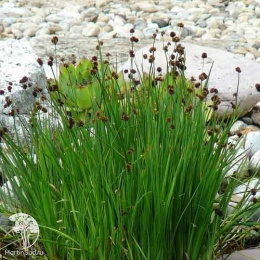 Ситник мечелистный Стархед