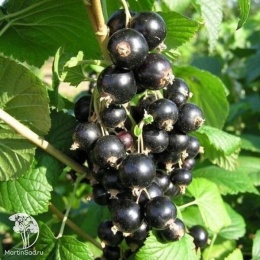 Ribes nigrum Ben Gairn Смородина Бен Гарен