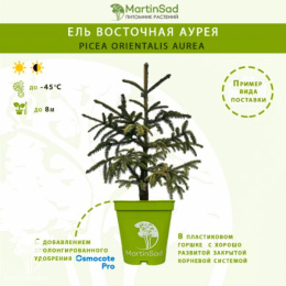 Ель восточная Ауреа