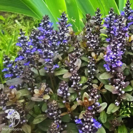 Живучка ползучая Шоколад Чип