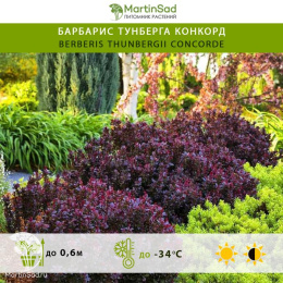 Барбарис тунберга Конкорд