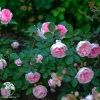 Роза канадская Прейри Джой фото 2 