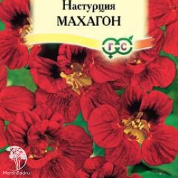Настурция Махагон махровая