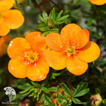 Фото Лапчатка кустарниковая Мандарин Танго