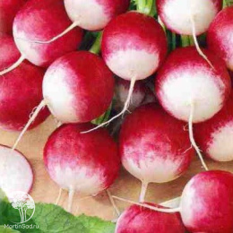 Редис Две недели