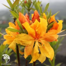  Азалия крупноцветковая Ксардас