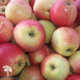 Яблоня Пепин Шафранный