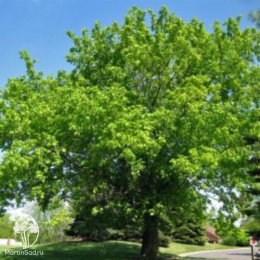 Клён граболистный