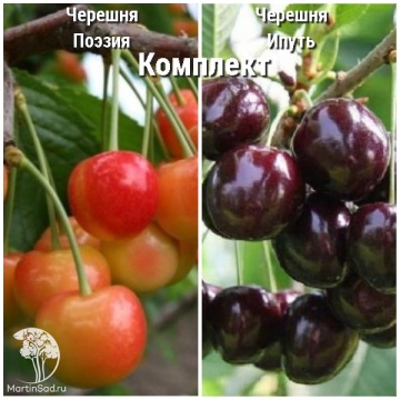 Фото Сверхвыгодный комплект! Черешня Поэзия + опылитель черешня Ипуть