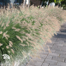 Gold Пеннисетум лисохвостный Хамелн Голд