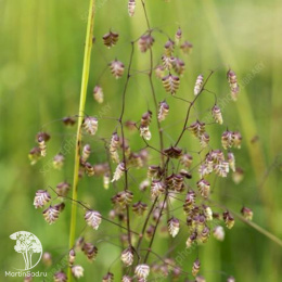 Трясунка средняя Доддеринг Диллис
