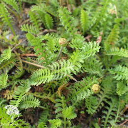 Лептинелла лапчатковая