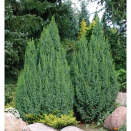 Можжевельник чешуйчатый Лодери