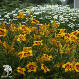 Лилейник Блэк Айд Сюзан