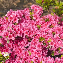 Рододендрон тупой Михико / Гейша Дункельроза
