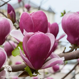 Магнолия суланжа Рустика Рубра