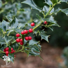 Падуб остролистный Аляска