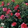 Роза чайно-гибридная Пароле на штамбе фото 3 