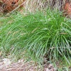 Carex leiorhyncha Осока гладконосая фото 2 