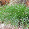 Carex leiorhyncha Осока гладконосая фото 2 