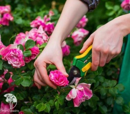 Фото Обрезка одной плетистой розы в т.ч. штамбовой