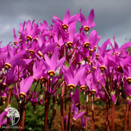 Додекатеон обыкновенный